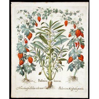 Art Garden balsam; Balsam apple  Engraving  Basil Besler