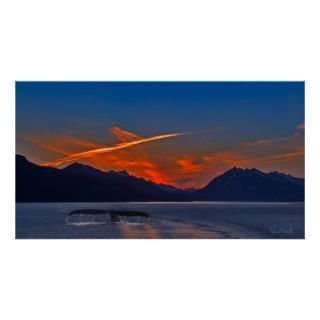 Humpback Whale at Sunset Posters