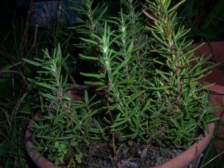 Rosemary Plants with Roots, No Pot or Soil, 4ct PLUS 2 BONUS PLANTS FREE (LIMITED TIME IN PRICE AND FREE PLANTS)  Patio, Lawn & Garden