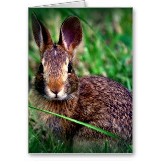 Just Because  Greeting Card   GG Bunny