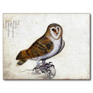 Vintage Owl Illustration Post Cards