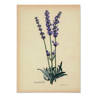 Vintage Botanical Print   Lavender