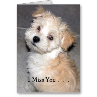 I Miss You .   Havanese puppy Cards