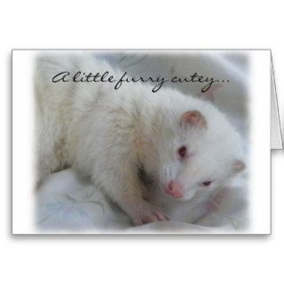 Albino Ferret Picture Greeting Cards