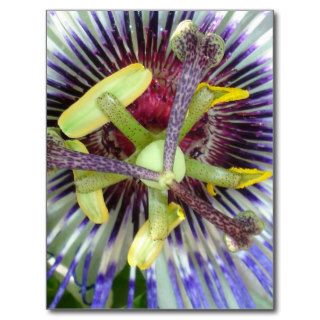 Close Up of The Centre Of A Passiflora Flower Post Cards
