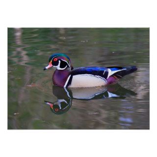 Wood Duck Posters