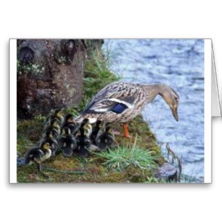 Mother Duck teaching Ducklings to swim first time Cards