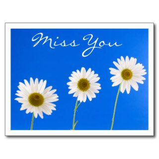 Miss You White Daisy Floral Greeting Postcard