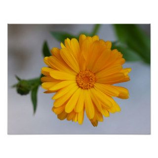 Yellow Gerbera Daisy Wildflower Print