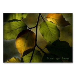 Theatrum Botanicum Beech ACEO Artist Trading Cards Business Card