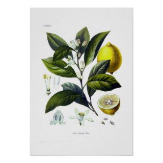 Citrus limonum (Lemon) Print