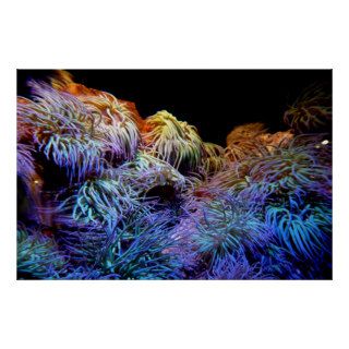 Sea Coral / Poster