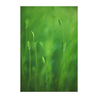 Grass   Green Grasses Background Template Gallery Wrap Canvas