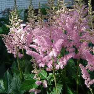 OnlinePlantCenter 1 gal. Visions in Pink Meadow Sweet Astilbe Plant A167CL