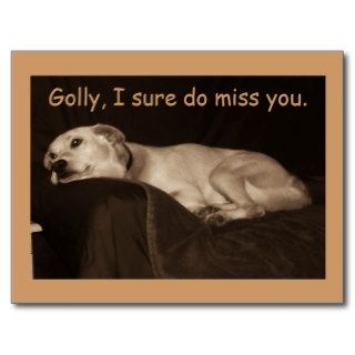 Yellow Lab Pit Husky Golly I Sure Do Miss You Post Card