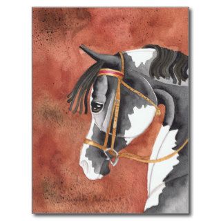 Black & White Paint Horse On Terra Post Cards