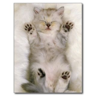 Kitten Sleeping on a White Fluffy Carpet, High Post Card