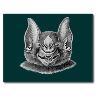 Greater Spear nosed Bat Postcard