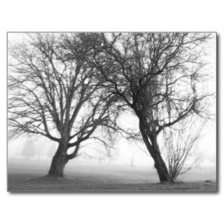 Foggy Trees Black & White Postcard