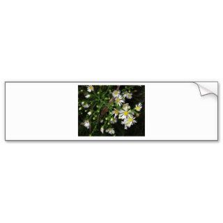 Flower Cards and Stationary Bumper Stickers