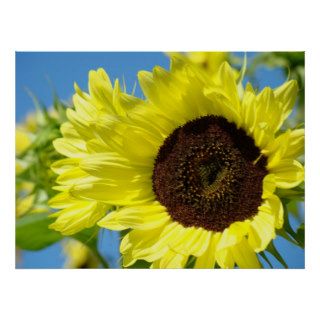 WALL ART SUNFLOWERS Happy Sunny Sun Flower Art Poster