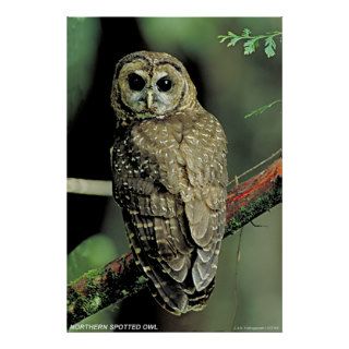 Northern Spotted Owl Posters