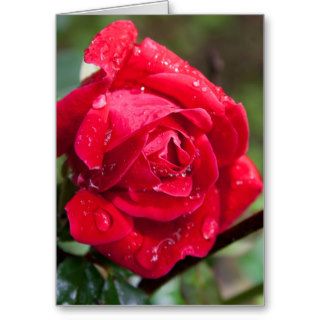 Timeless Red Rose Greeting Card