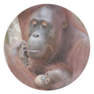 Wild Orangutan and Her Baby Dinner Plate