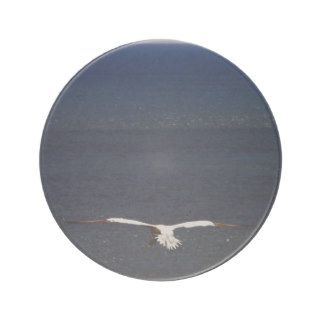 Gannet Spreading Wings  above Ocean   Coaster