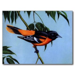 Weber's Baltimore Oriole Postcard