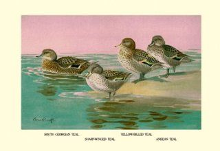 Buy Enlarge 0 587 08871 0C12X18 Four Types of Teal Ducks  Canvas Size C12X18   Prints