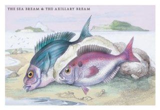 Buy Enlarge 0 587 09290 4P20x30 Sea Bream and the Axillary Bream  Paper Size P20x30   Prints