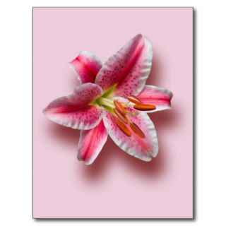 Pink Single Stargazer Lily Post Cards