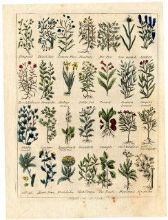 Antique Herbal Print GALANGAL FENUGREEK Culpeper 1790   Etchings Prints