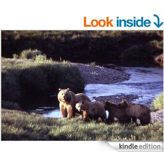 The bears of Blue River (1908) eBook Charles Major, A.B. Frost Kindle Store