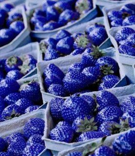 100 Strawberry Seeds   Jewel Blue   Treasures By Lee Copyright Jewel Blue  Patio, Lawn & Garden