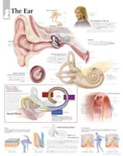 The Ear chart Laminated Wall Chart (9781930633575) Scientific Publishing Books