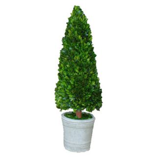 Boxwood Cone Topiary in Pot