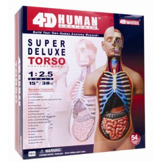 Tedco Toys 4D Human Anatomy   Deluxe Torso Model 15