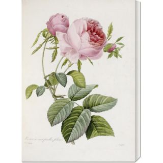 Global Gallery Rose by Pierre Joseph Redoute Stretched Canvas Art
