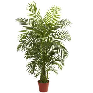 Areca Palm Tree in Pot