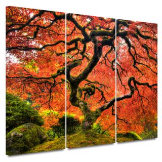 Art Wall 3 Piece Japanese Maple Tree Gallery Wrapped Canvas Art by