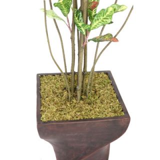 Laura Ashley Home Tall Croton Tree with Multiple Trunks in Fiberstone