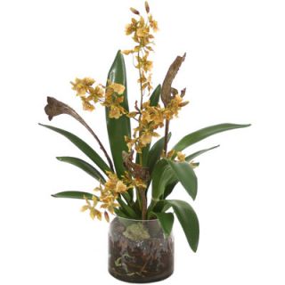 Distinctive Designs Waterlook Oncidium Orchid Garden Mix in Cylinder