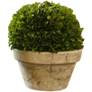 Boxwood set in a small square clay pot