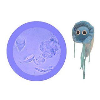 Giant Microbes Giardia (Giardia lamblia) Plush Toy Toys & Games