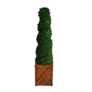 Laura Ashley Home Tall Preserved Spiral Boxwood Square