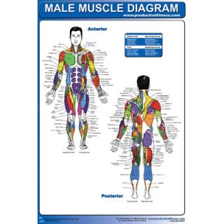 Productive Fitness Publishing Male Muscle Diagram Poster