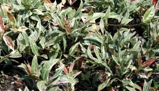 Jasmine 'Tricolor Star' Asiatic Plant  Trachelosperumum  Patio, Lawn & Garden