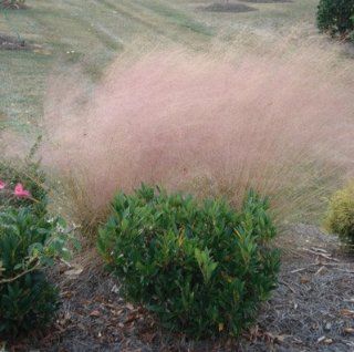 Pink Muhly Grass   1 Gallon  Shrub Plants  Patio, Lawn & Garden